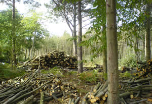 Blean Woods, Canterbury, sourcing the wood.